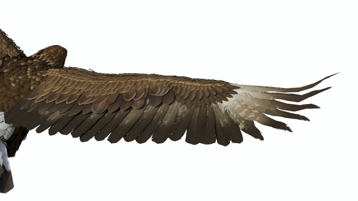 Flying Golden Eagle 3D model