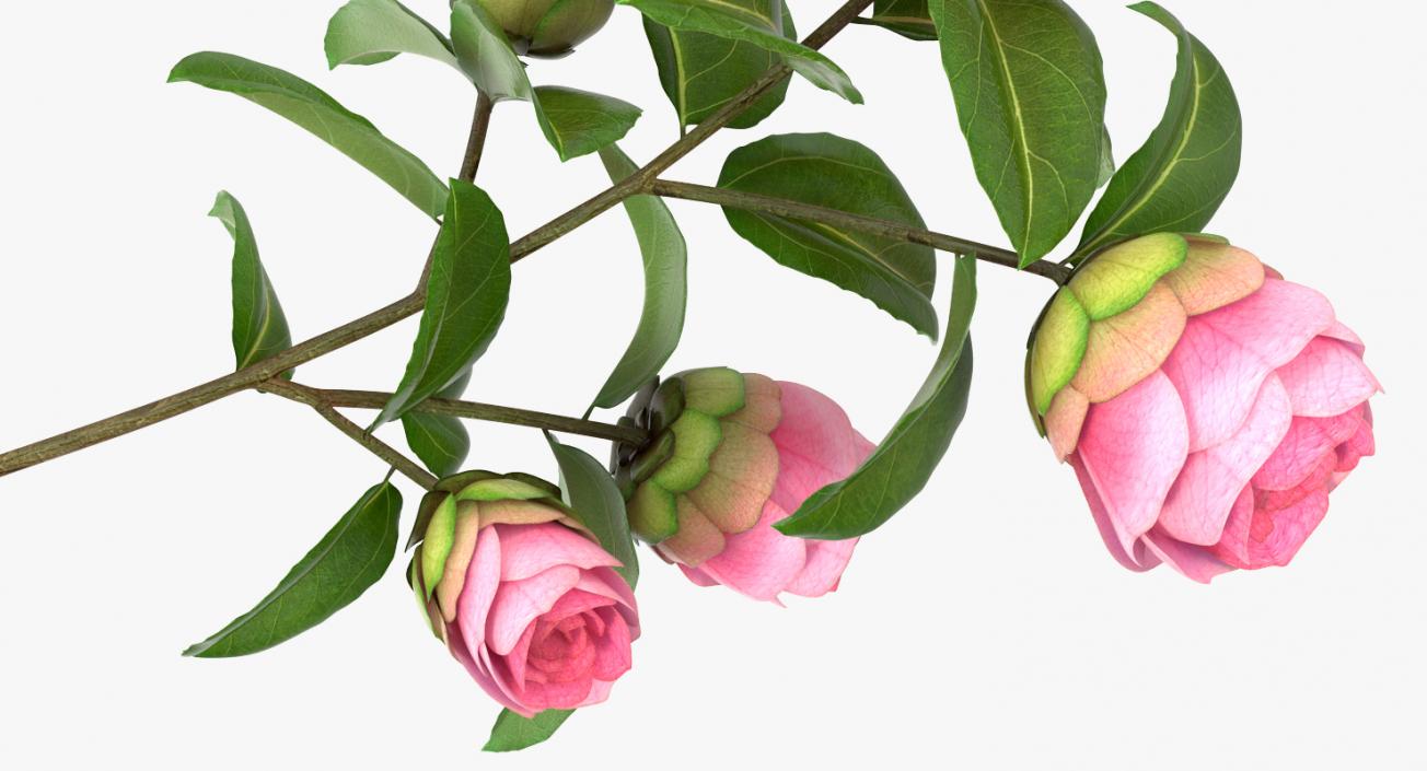 3D Camellia Pink model