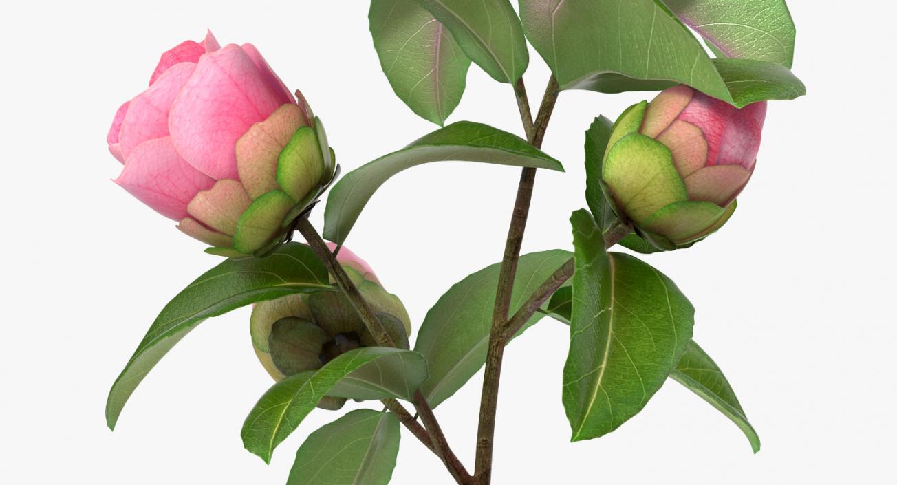 3D Camellia Pink model