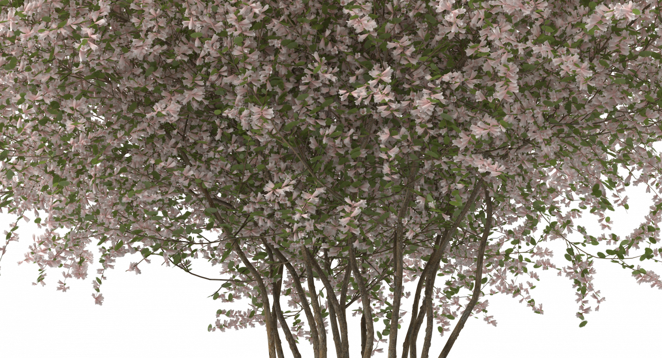 Linnaea Amabilis or Kolkwitzia Amabilis 3D model