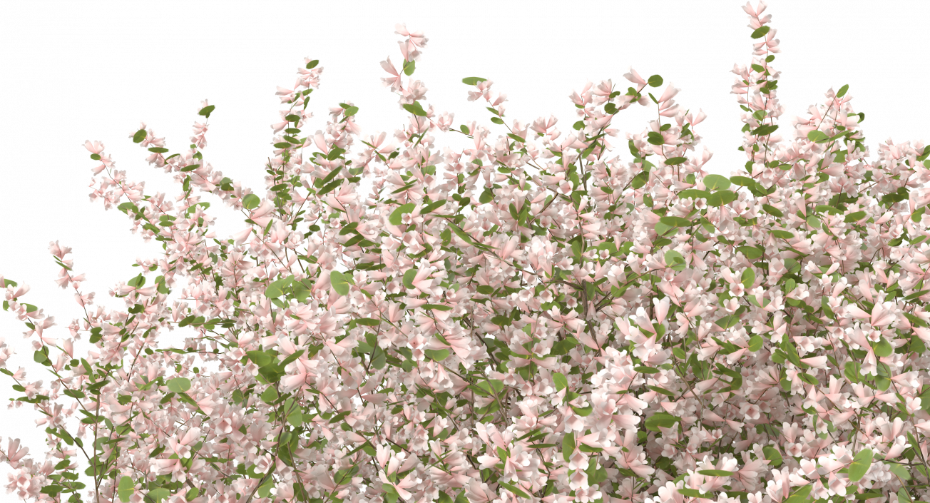 Linnaea Amabilis or Kolkwitzia Amabilis 3D model