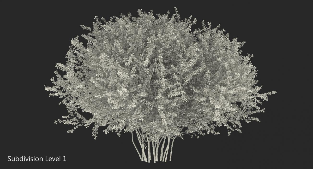 Linnaea Amabilis or Kolkwitzia Amabilis 3D model