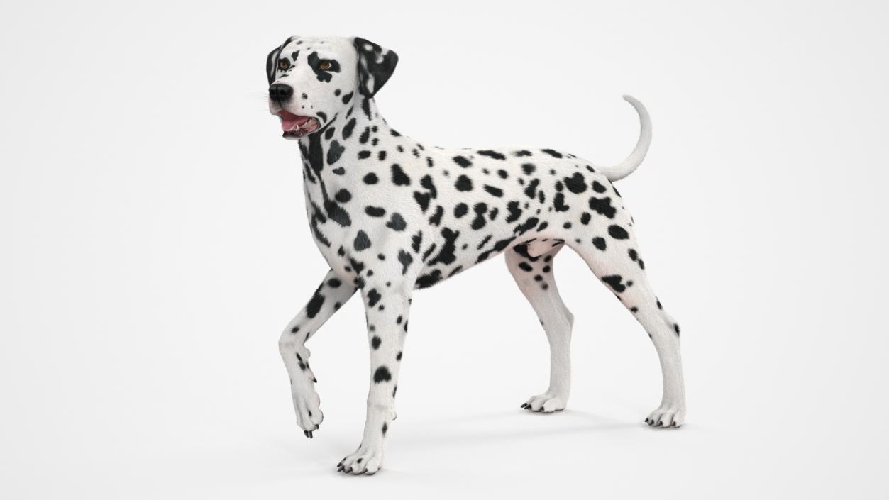 Spotted Standing Dalmatian Dog Fur 3D model