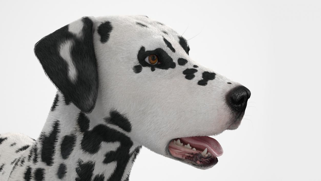 Spotted Standing Dalmatian Dog Fur 3D model