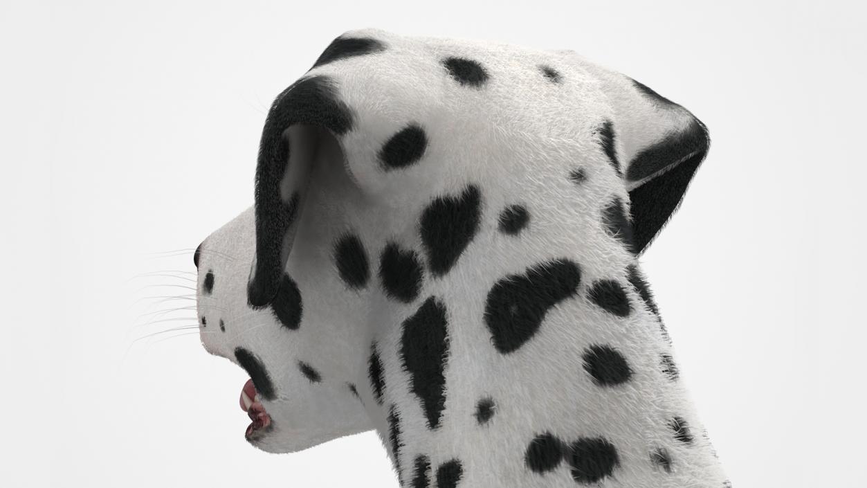 Spotted Standing Dalmatian Dog Fur 3D model