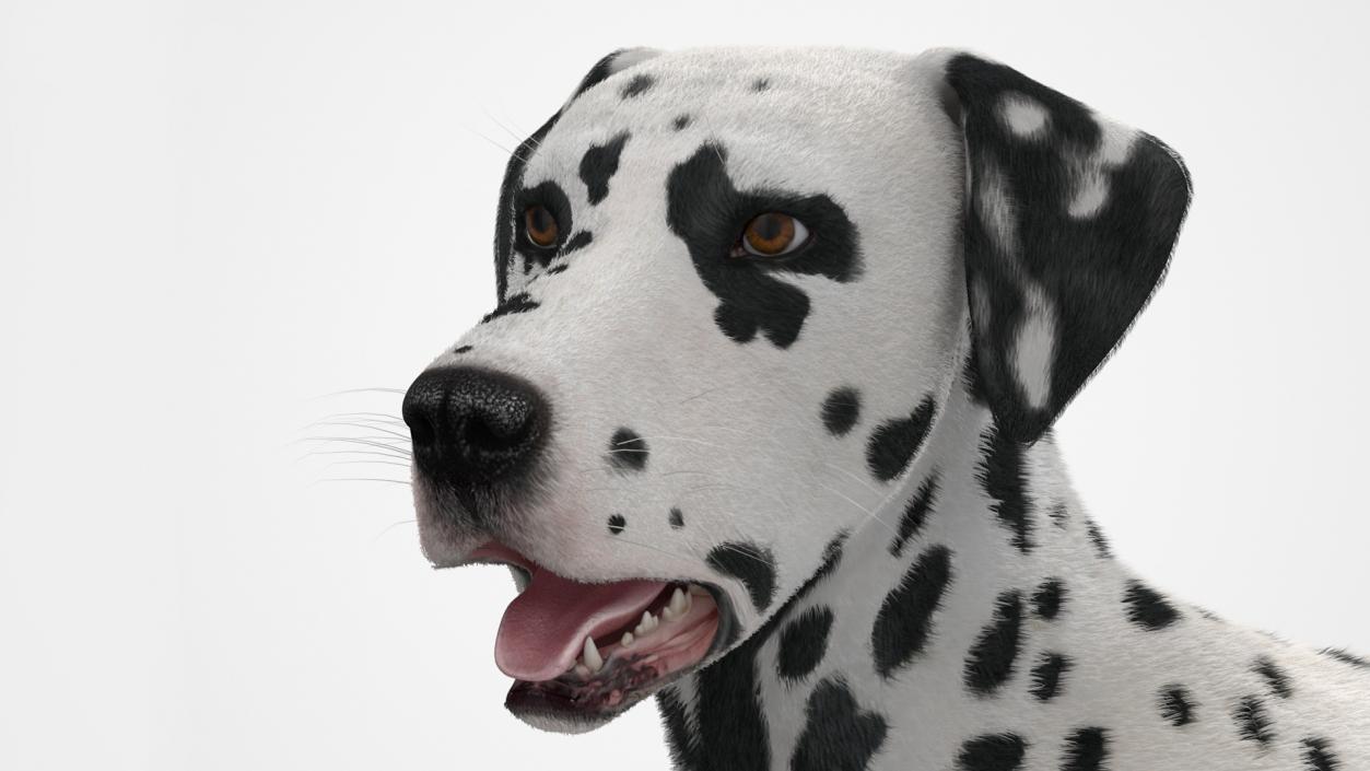 Spotted Standing Dalmatian Dog Fur 3D model