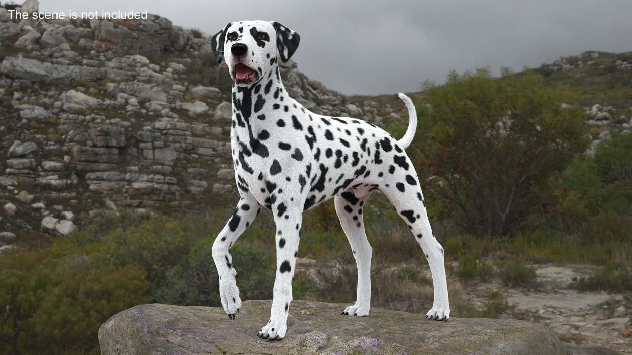 Spotted Standing Dalmatian Dog Fur 3D model