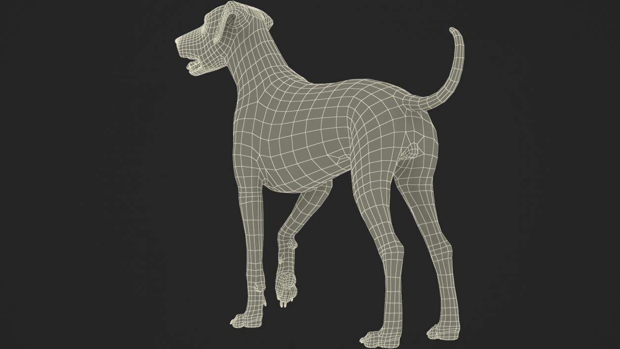 Spotted Standing Dalmatian Dog Fur 3D model