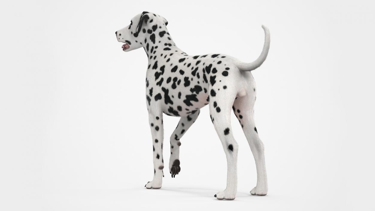 Spotted Standing Dalmatian Dog Fur 3D model