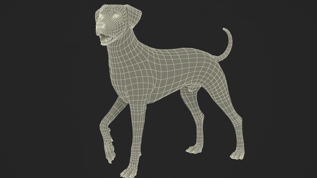 Spotted Standing Dalmatian Dog Fur 3D model