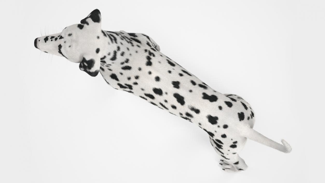 Spotted Standing Dalmatian Dog Fur 3D model