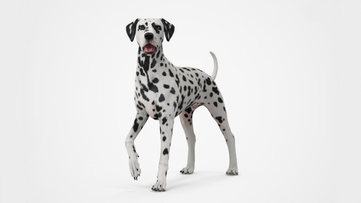 Spotted Standing Dalmatian Dog Fur 3D model