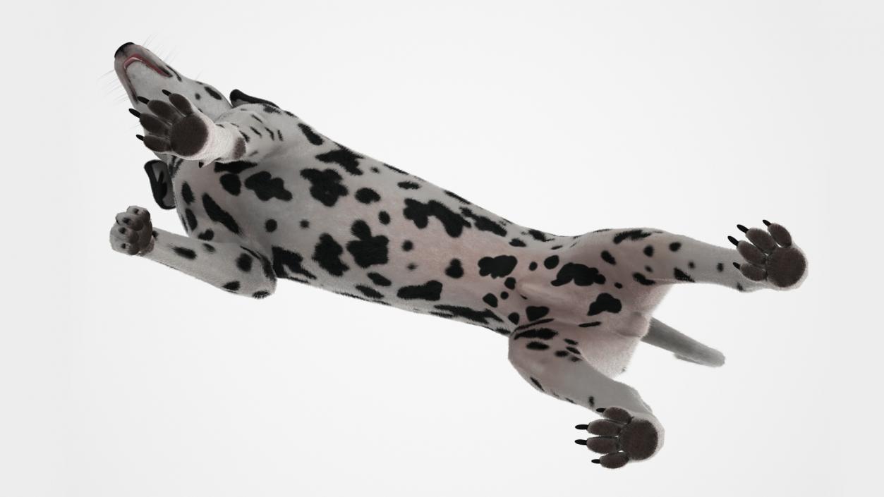 Spotted Standing Dalmatian Dog Fur 3D model