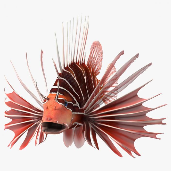 3D Clearfin Lionfish Rigged for Cinema 4D model