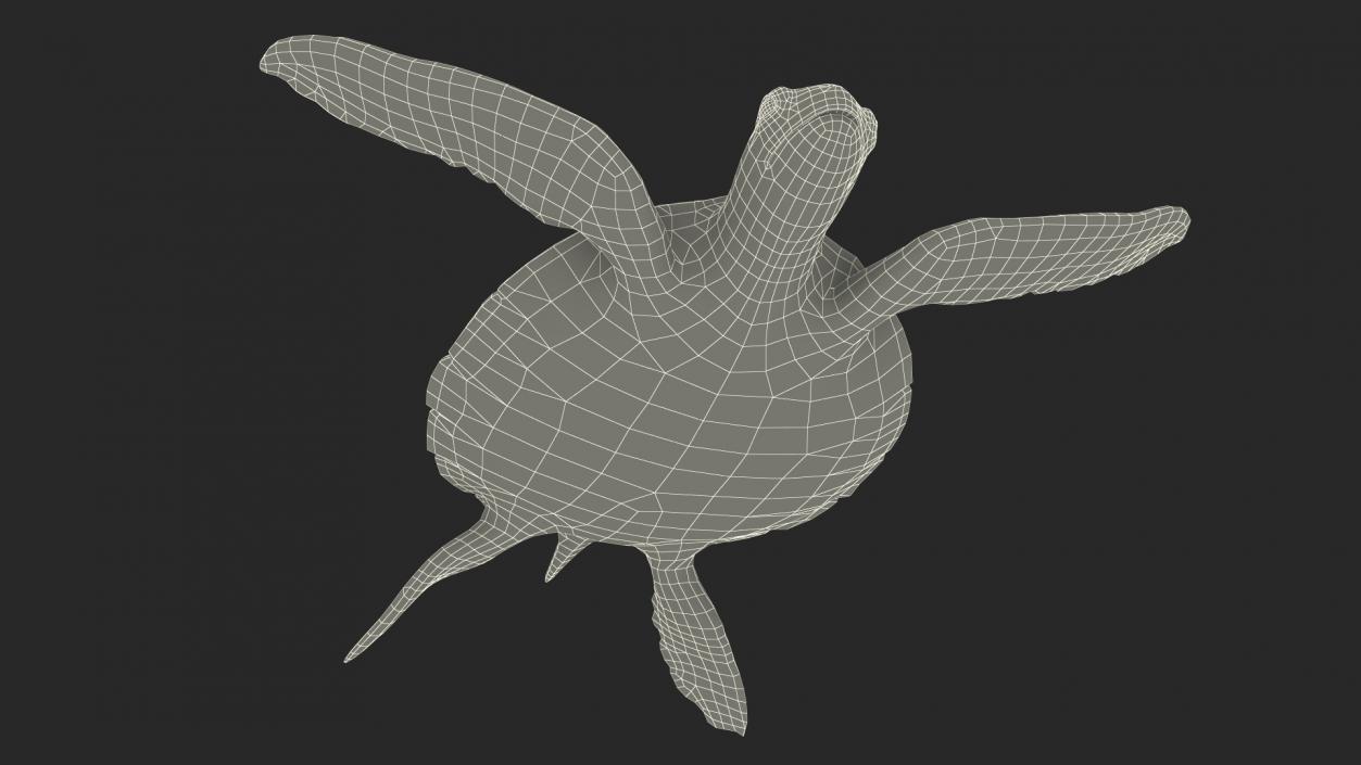 3D model Realistic Sea Turtle