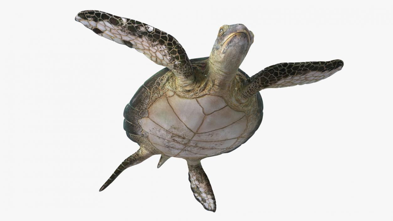 3D model Realistic Sea Turtle