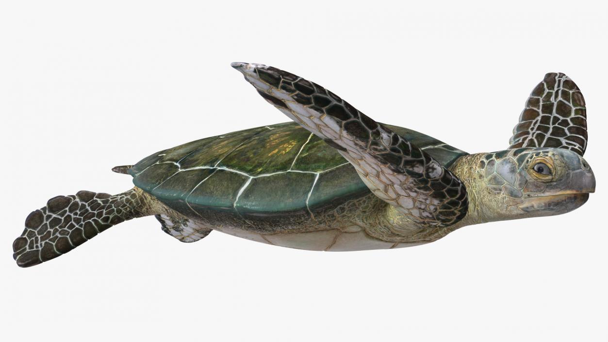 3D model Realistic Sea Turtle