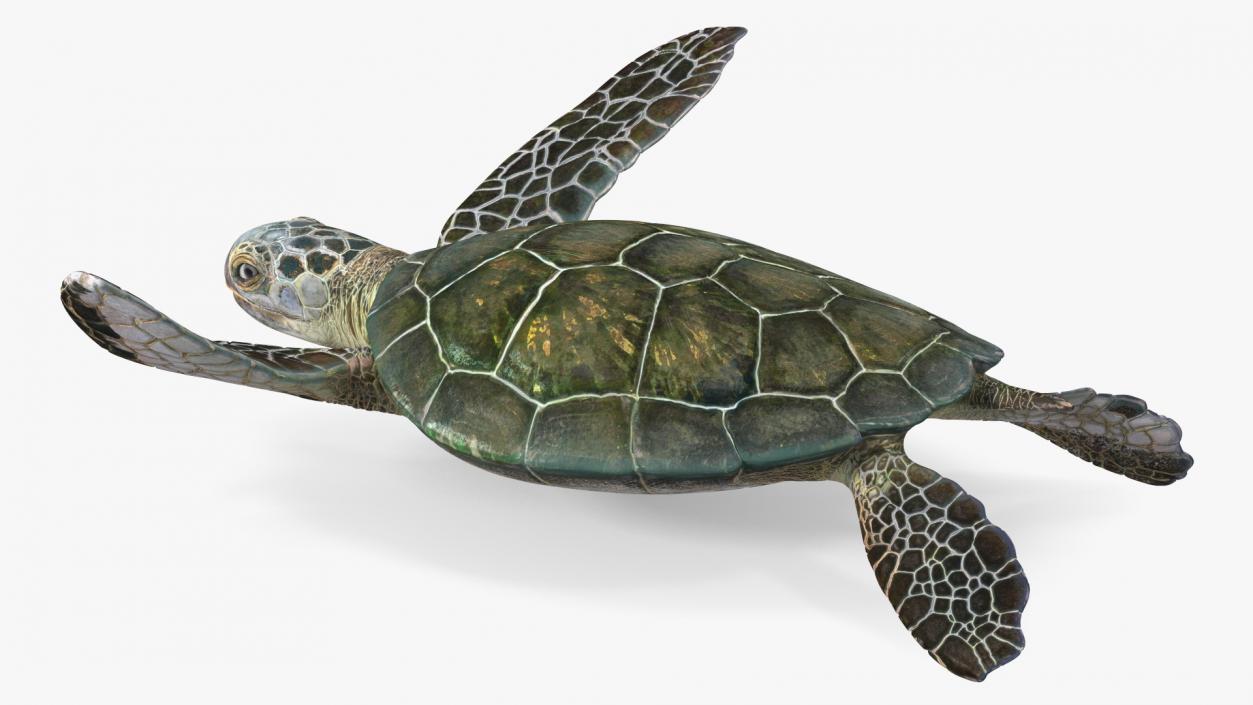 3D model Realistic Sea Turtle