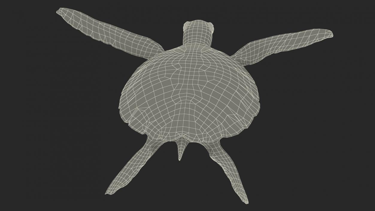 3D model Realistic Sea Turtle