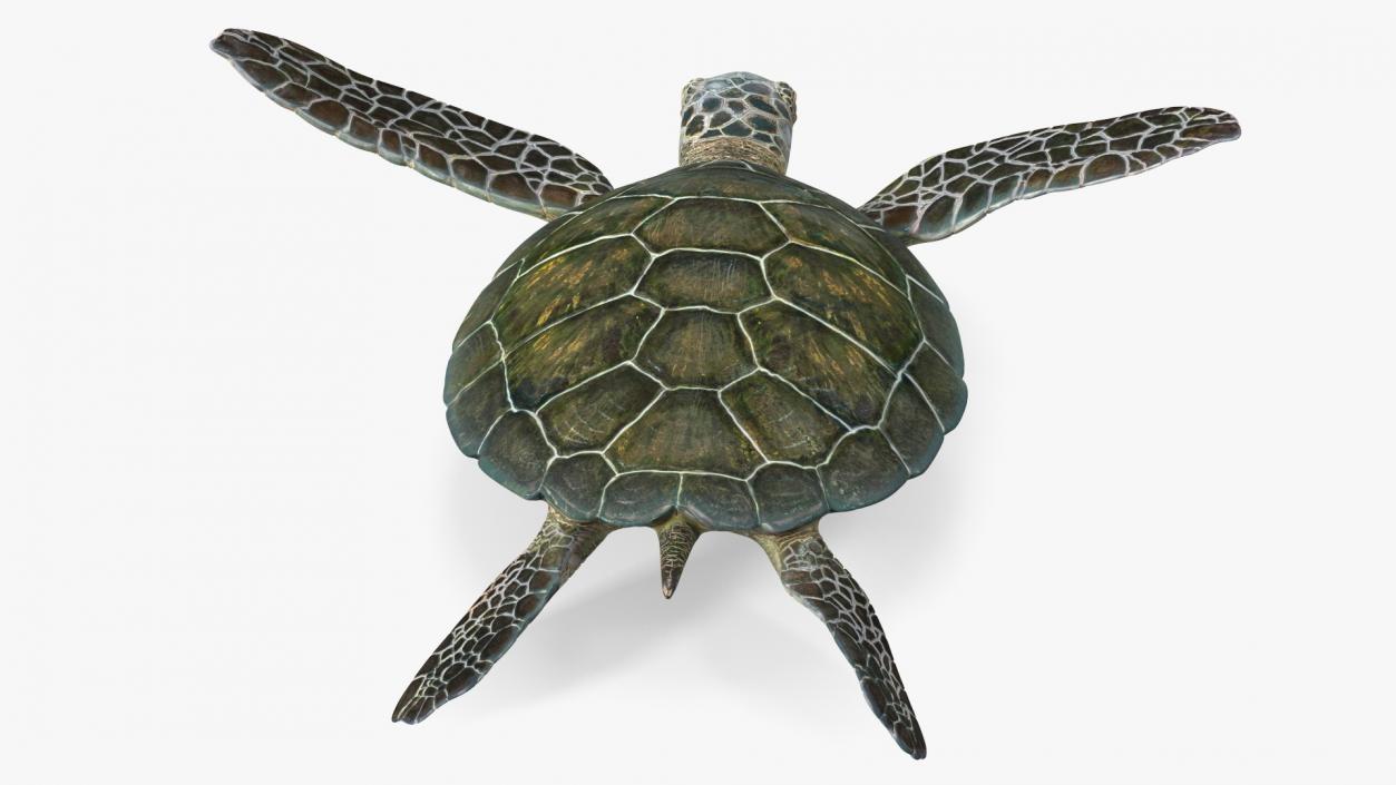 3D model Realistic Sea Turtle