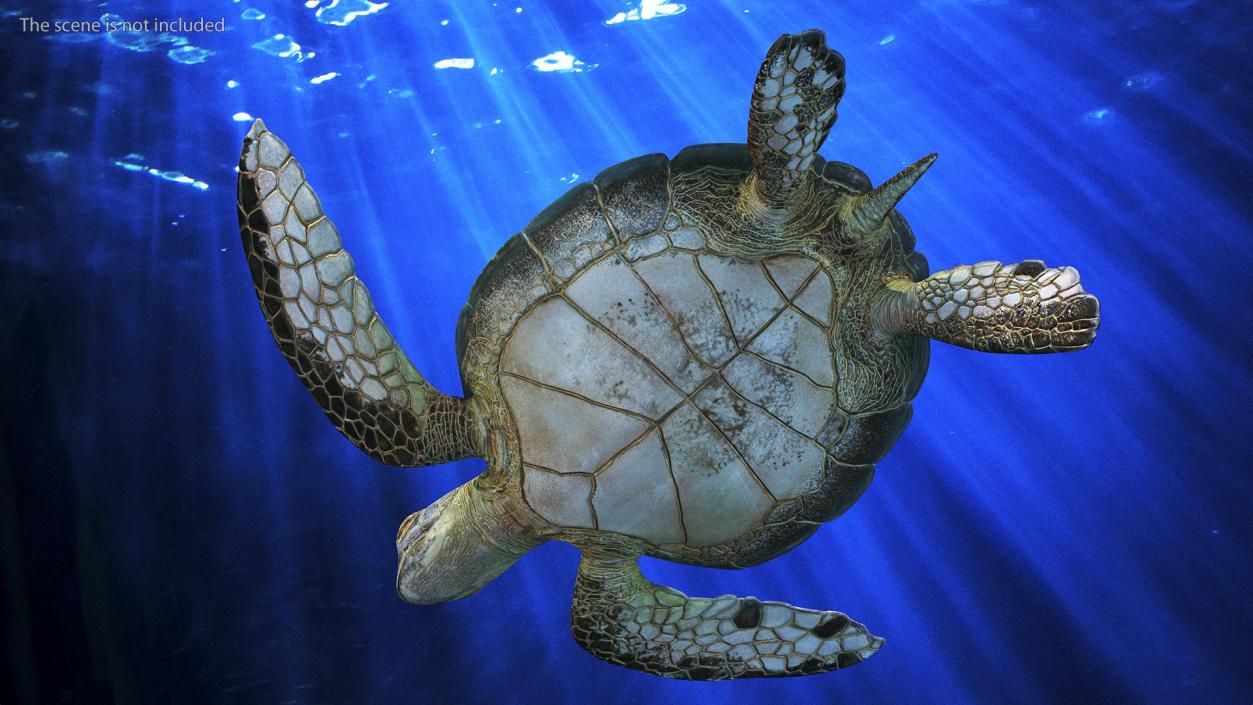 3D model Realistic Sea Turtle