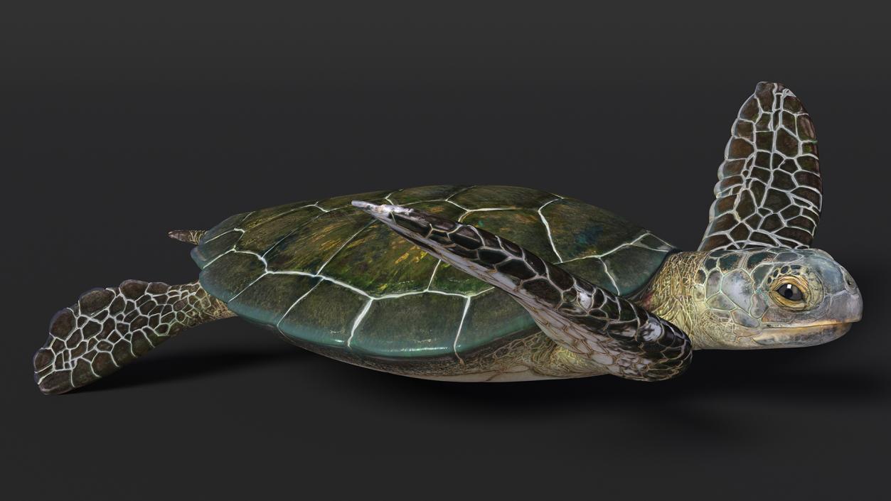 3D model Realistic Sea Turtle