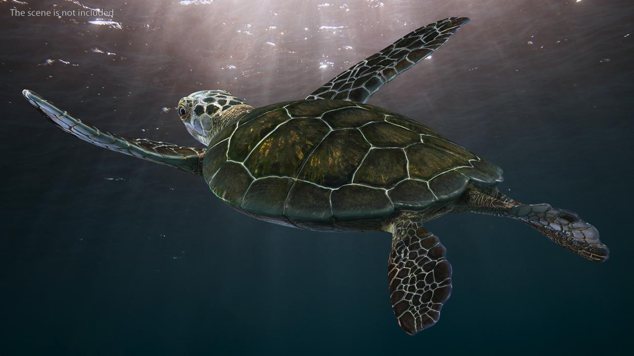 3D model Realistic Sea Turtle