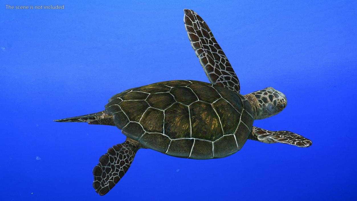 3D model Realistic Sea Turtle