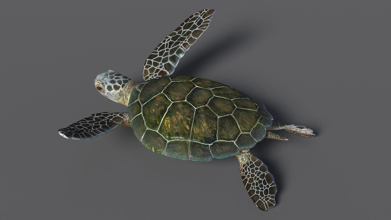 3D model Realistic Sea Turtle