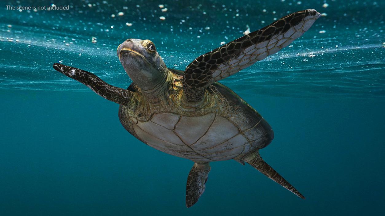 3D model Realistic Sea Turtle