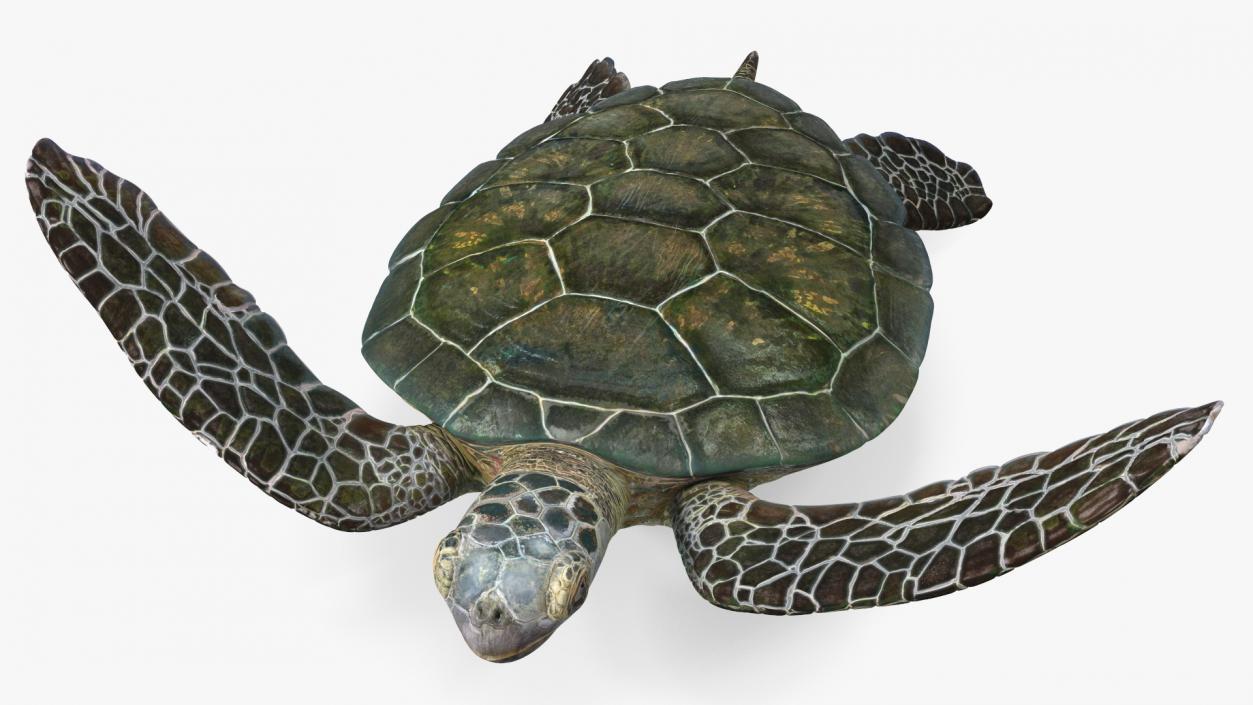 3D model Realistic Sea Turtle