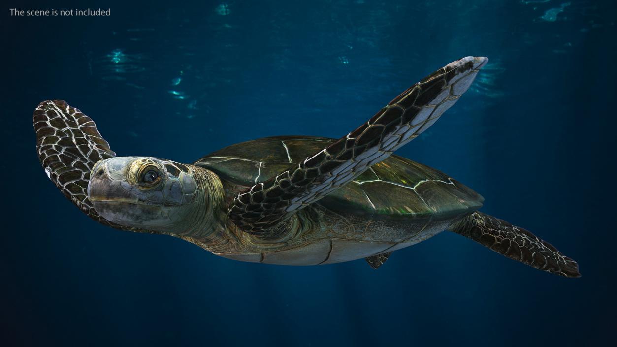 3D model Realistic Sea Turtle