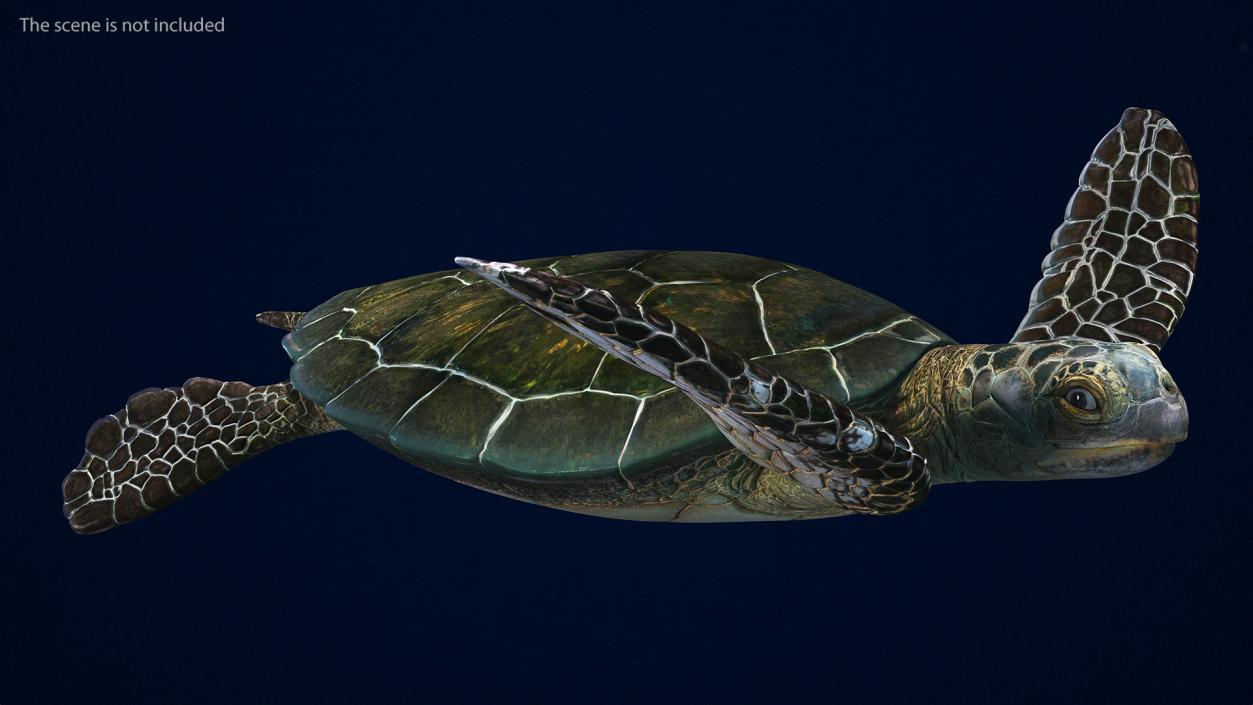 3D model Realistic Sea Turtle