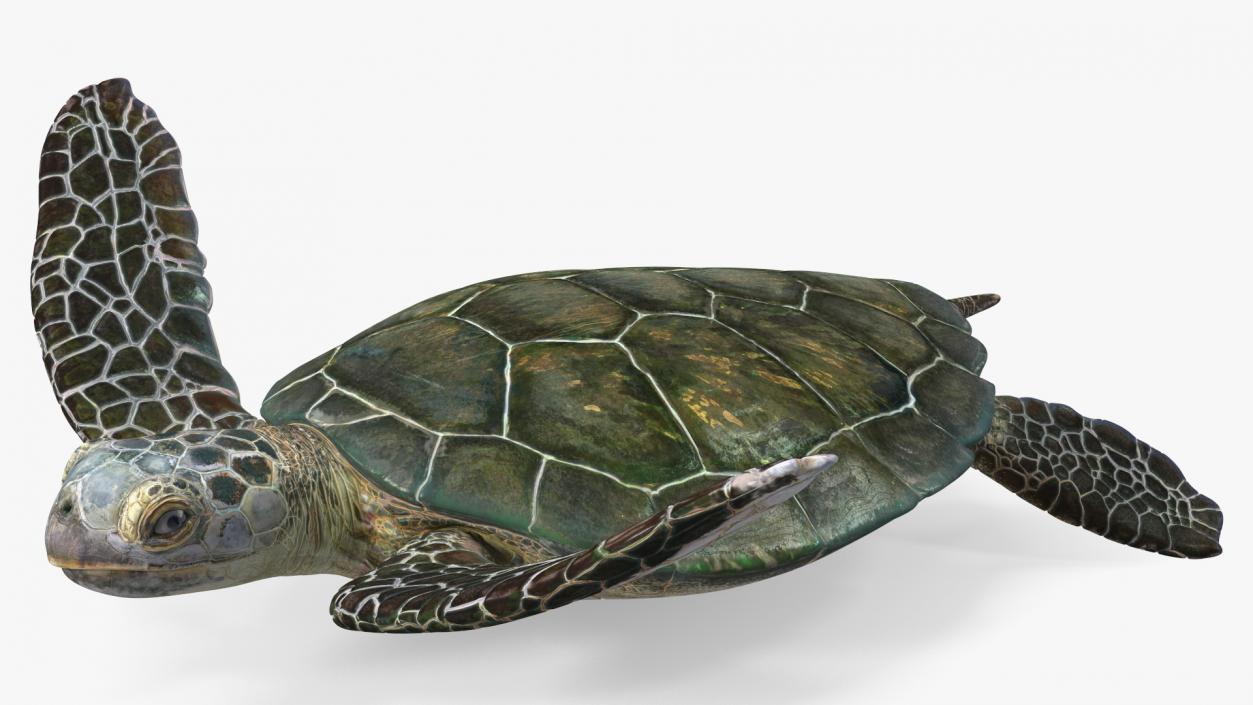 3D model Realistic Sea Turtle