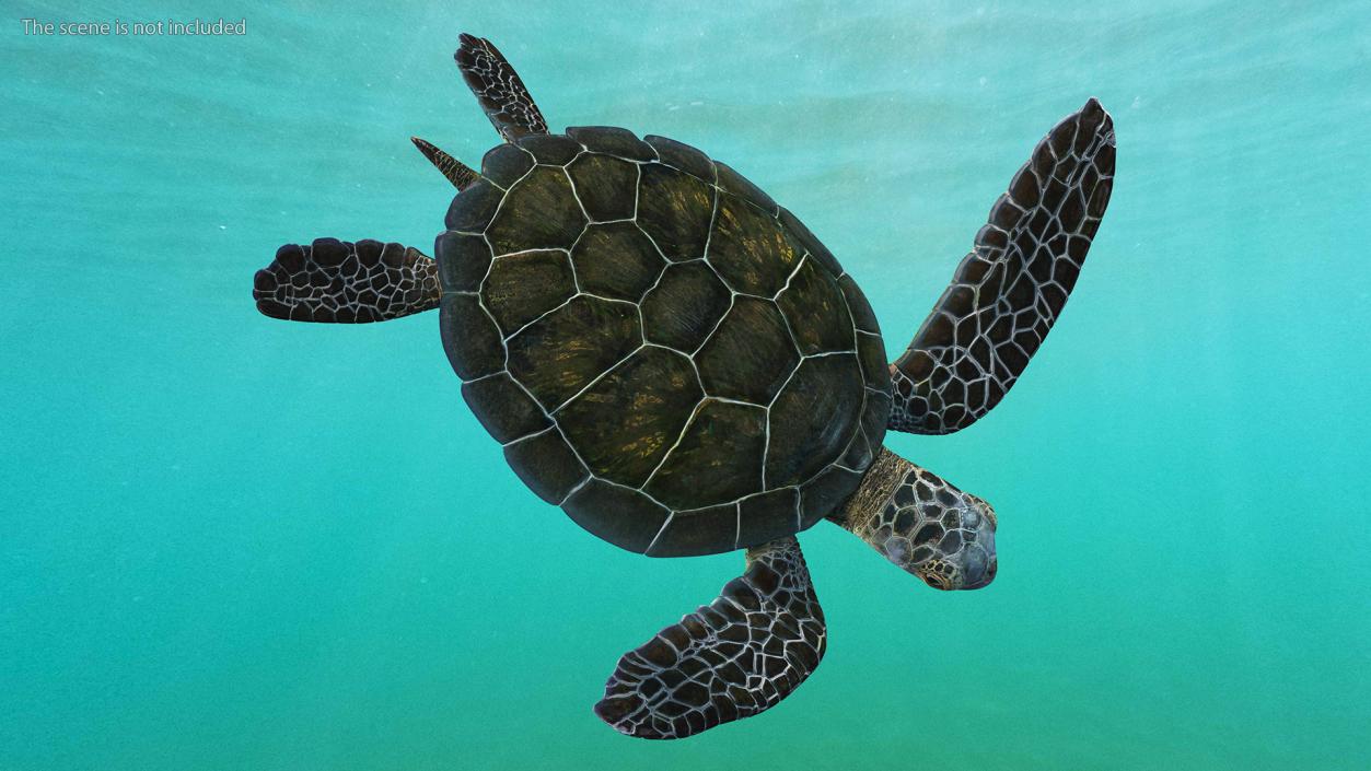 3D model Realistic Sea Turtle