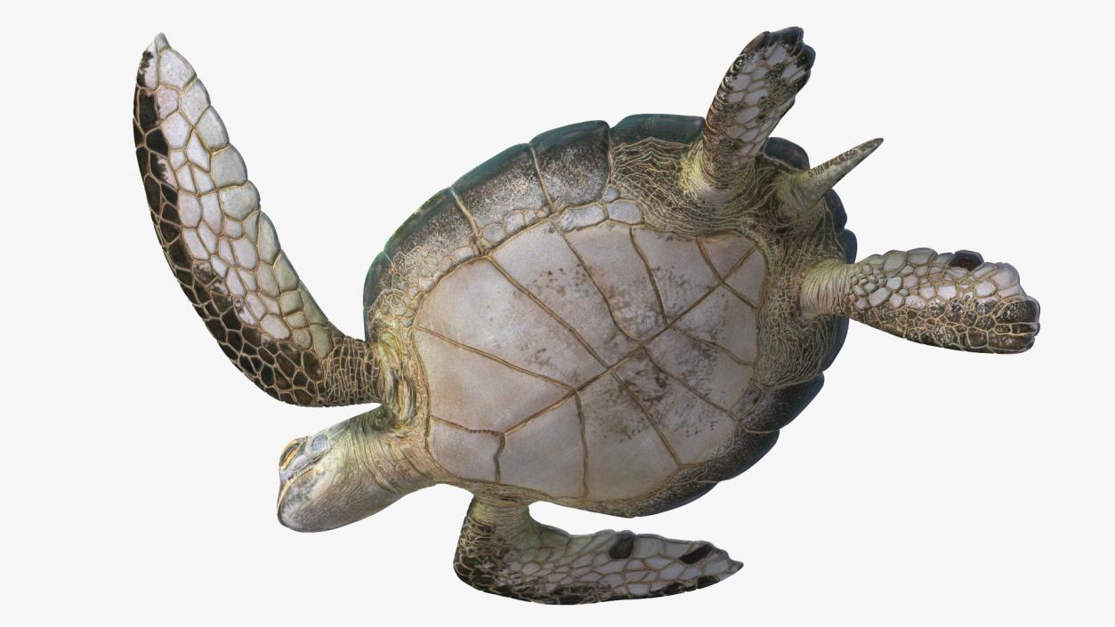 3D model Realistic Sea Turtle