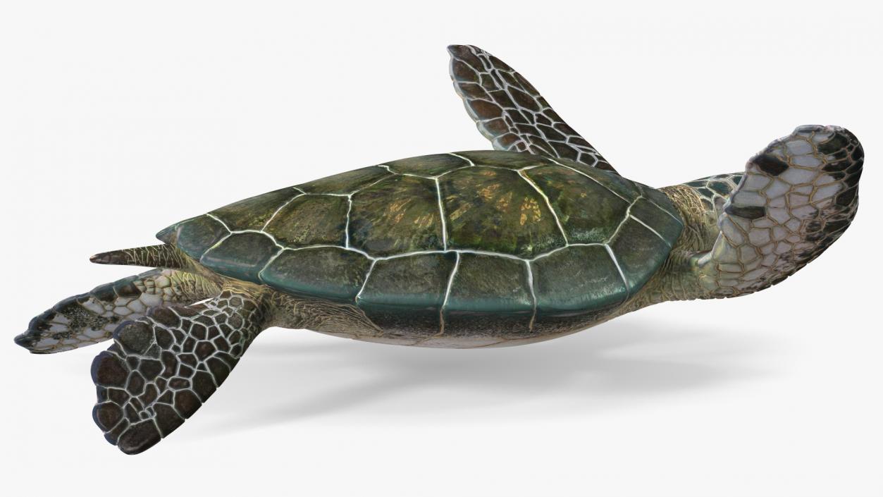 3D model Realistic Sea Turtle