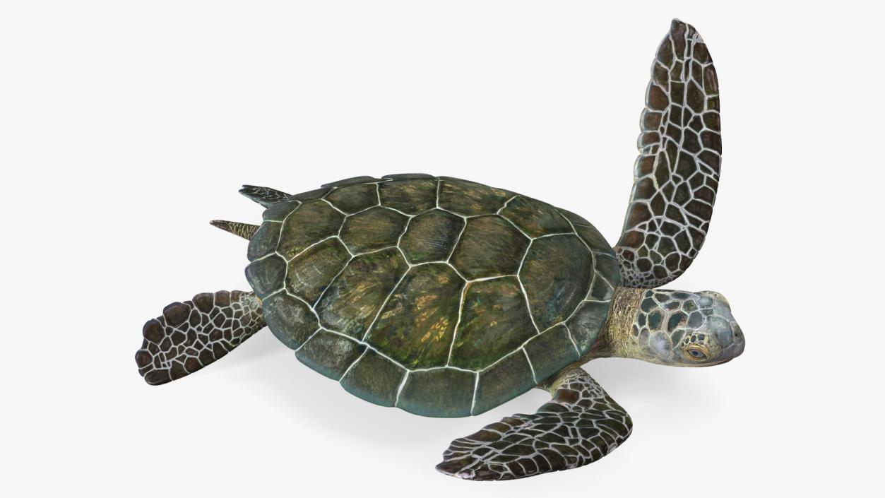 3D model Realistic Sea Turtle