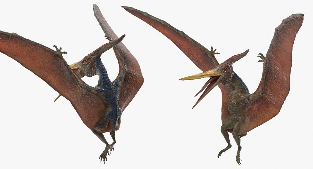 3D Pteranodon Landing Pose model