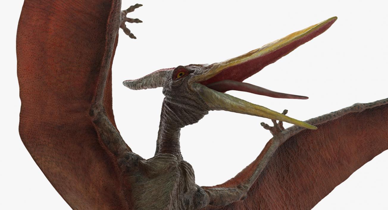 3D Pteranodon Landing Pose model