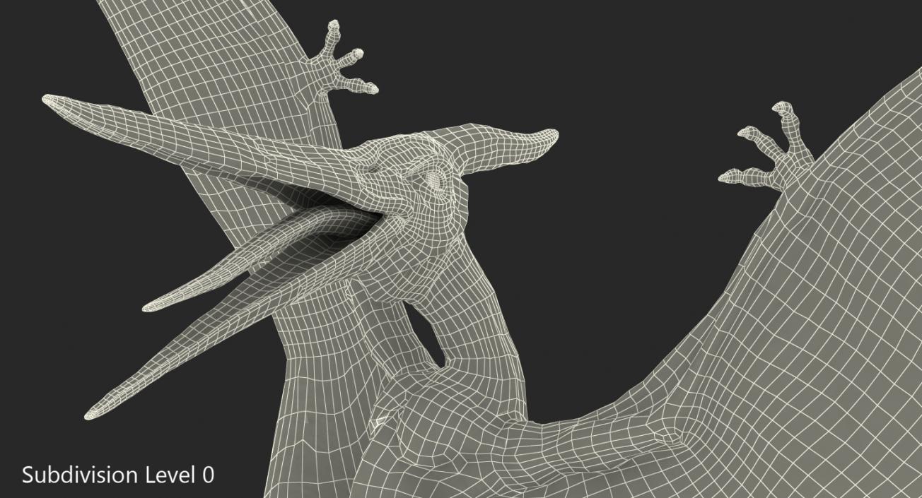 3D Pteranodon Landing Pose model