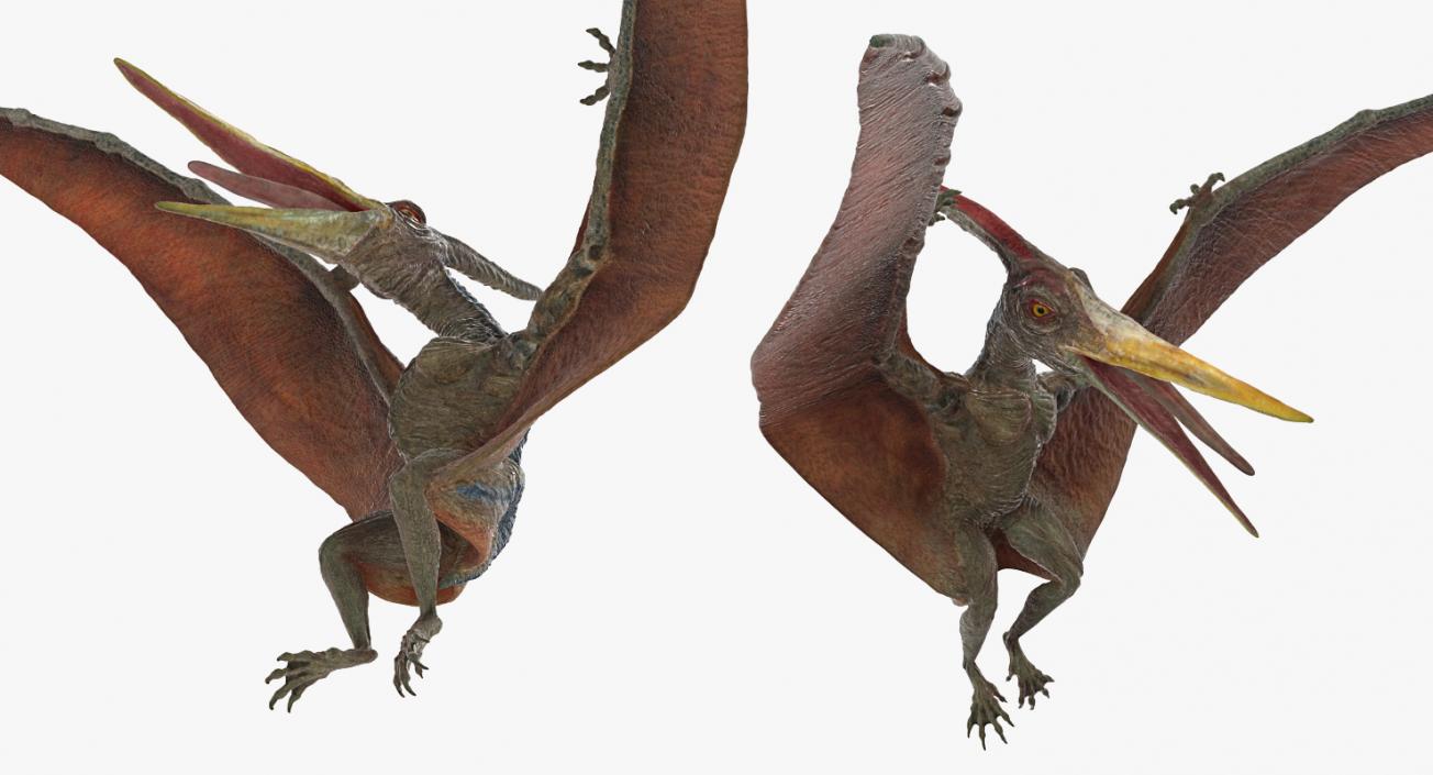 3D Pteranodon Landing Pose model