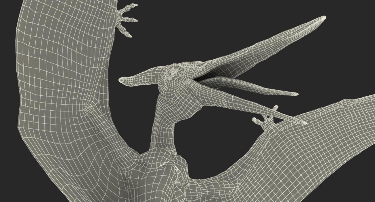 3D Pteranodon Landing Pose model