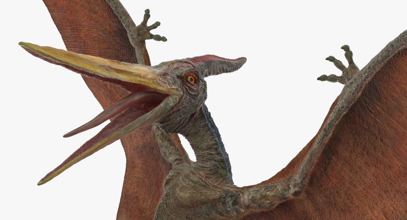 3D Pteranodon Landing Pose model