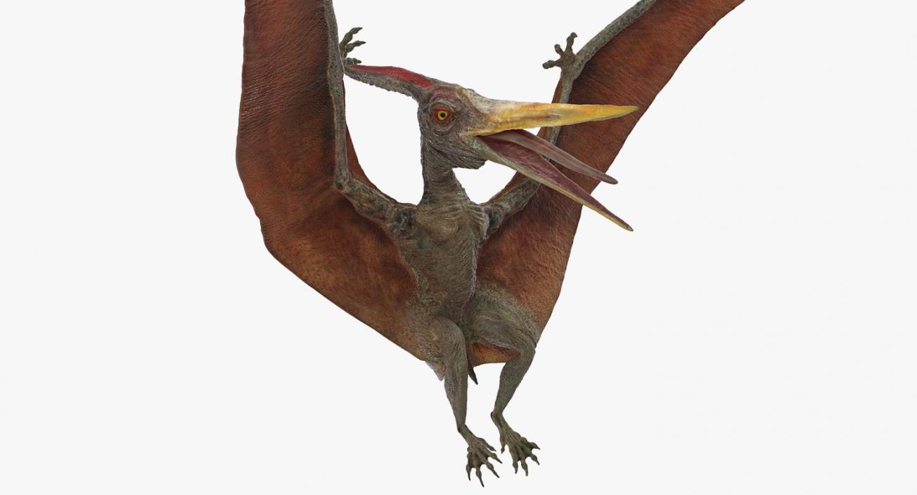 3D Pteranodon Landing Pose model