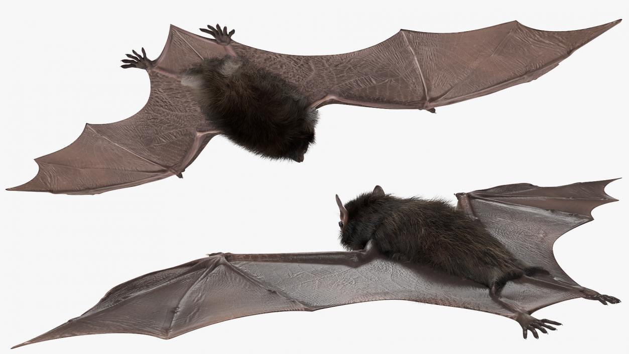 3D Black Bat Fur model