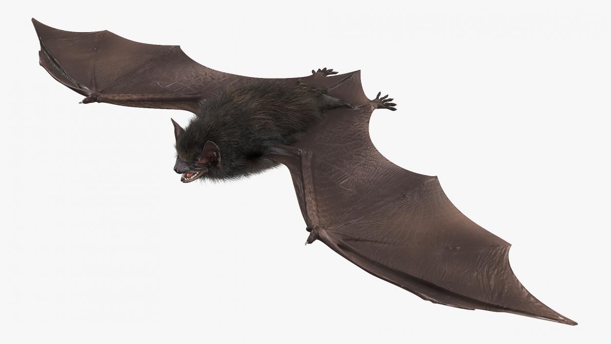 3D Black Bat Fur model