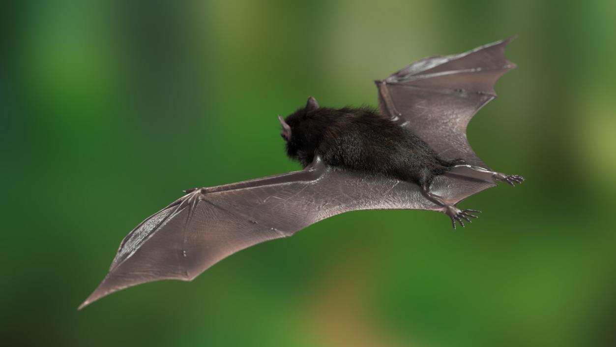 3D Black Bat Fur model