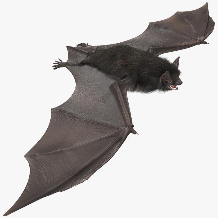 3D Black Bat Fur model