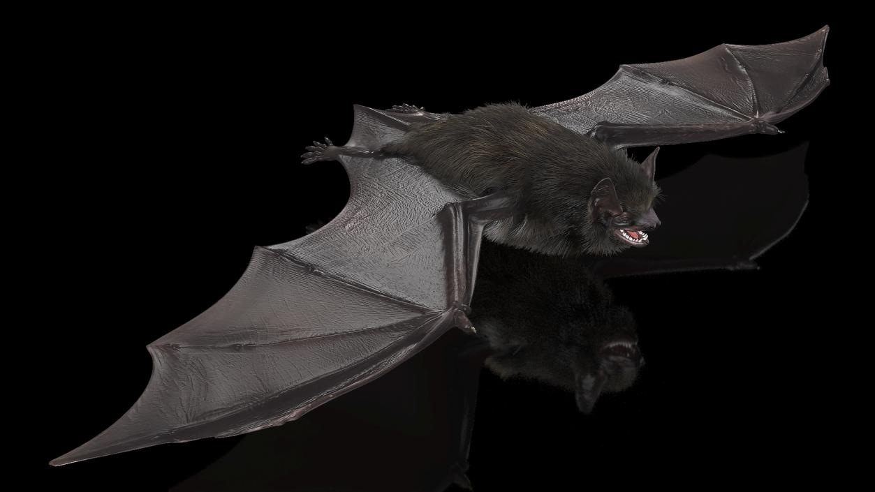 3D Black Bat Fur model